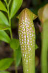 Hooded pitcherplant